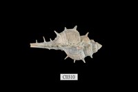 藏品(寶島骨螺)的圖片